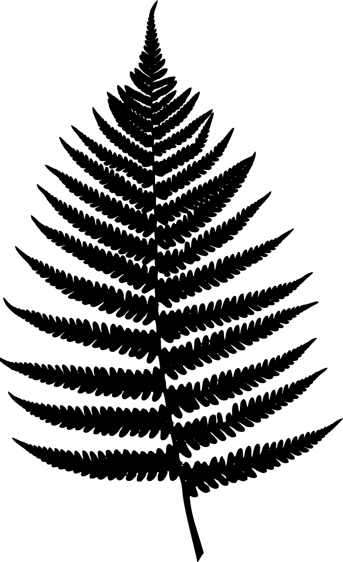 Pteridophyte